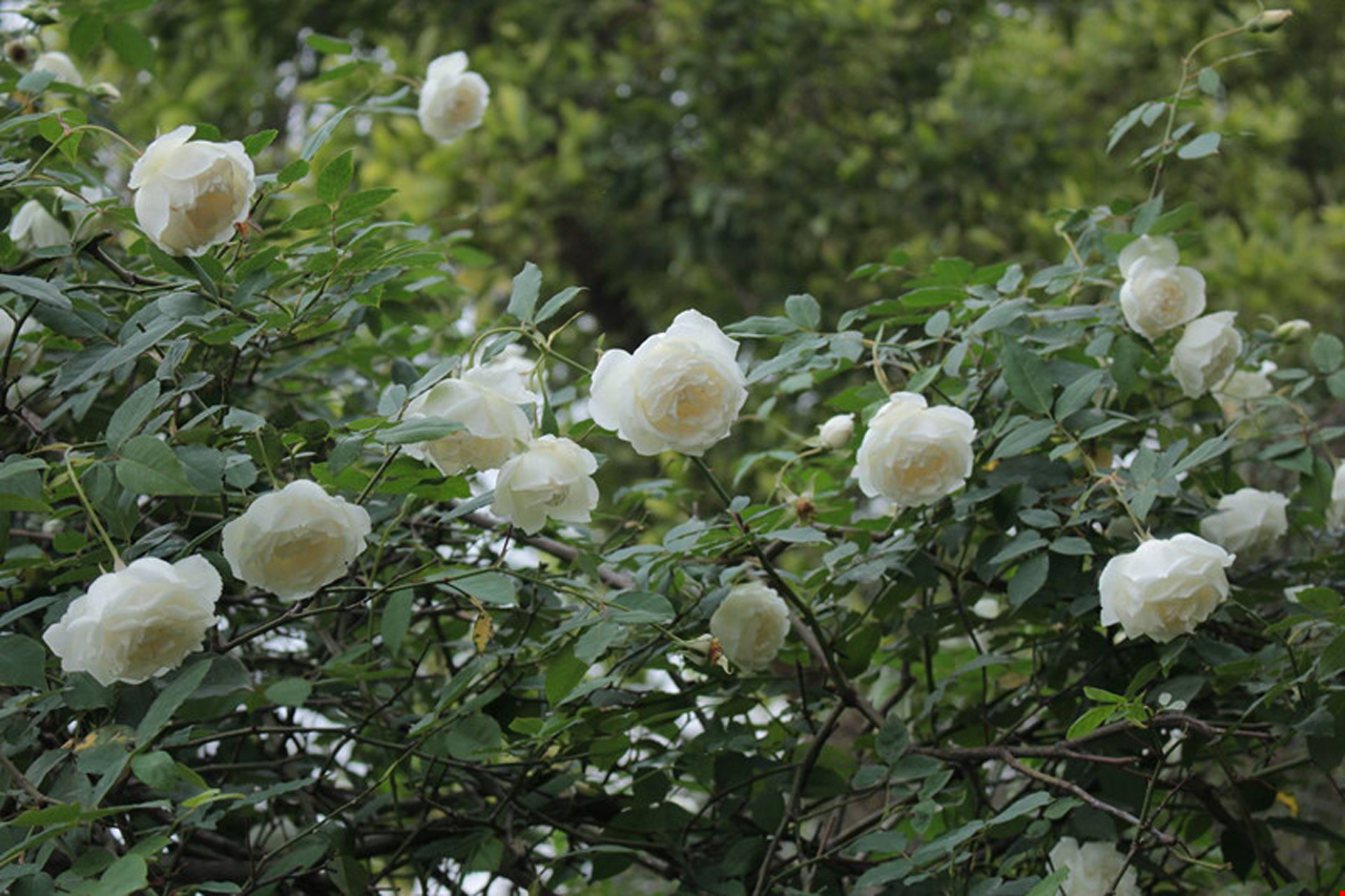 Đúng như tên gọi, hồng bạch Ho có những cánh hoa màu trắng tinh khôi