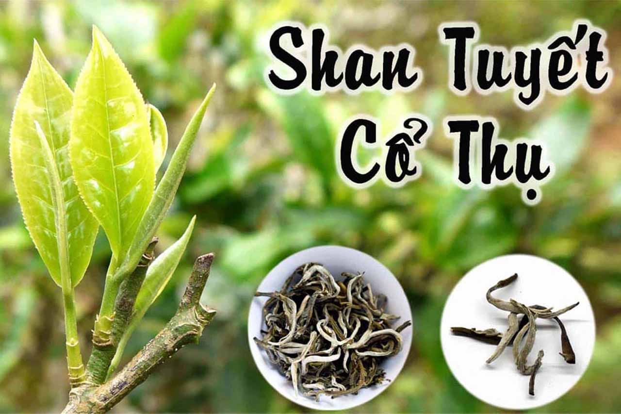 Những người sành trà ví von rằng hương vị trà Shan tuyết Tà Xùa bồng bềnh như những biển mây trắng nổi tiếng của vùng đất này