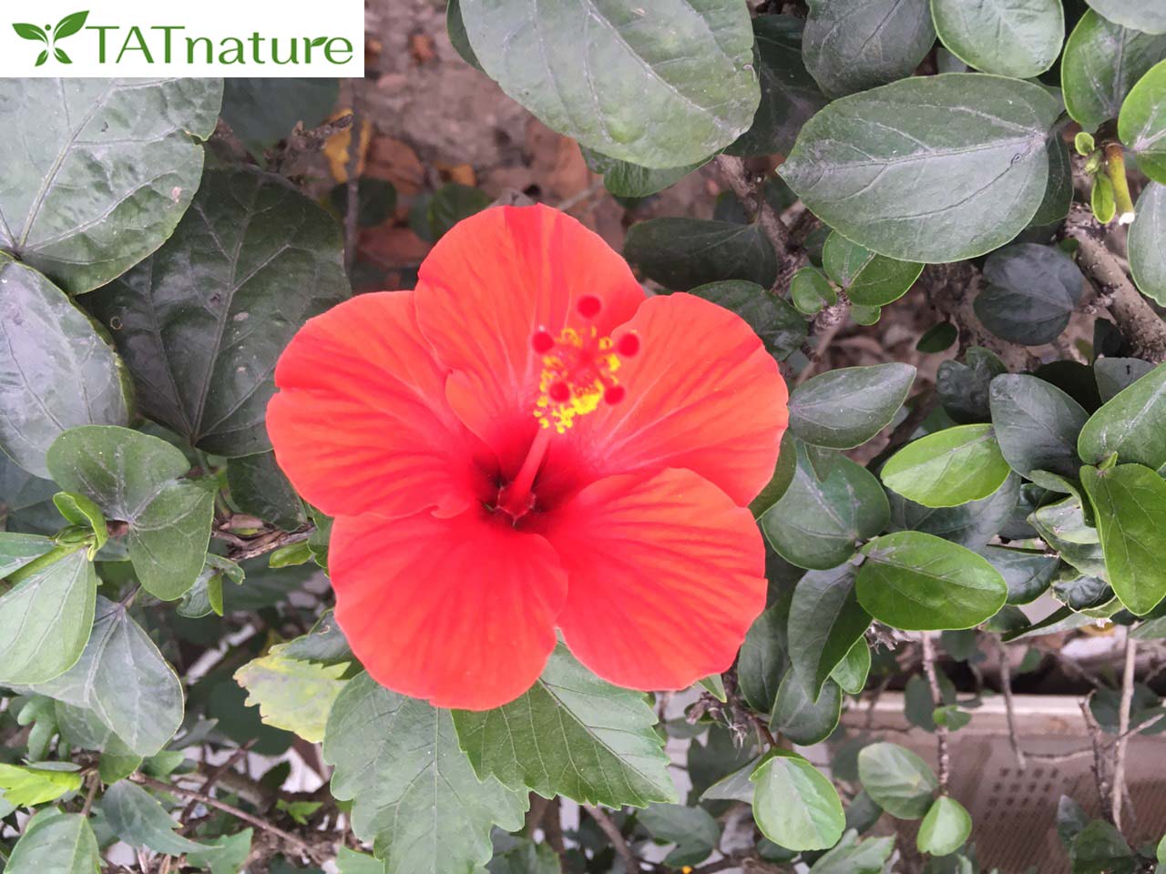 Tại Việt Nam, dù cây dâm bụt mọc nhiều nơi và được ưa chuộng để làm cây trang trí, thì bản thân loài hoa này không gắn với ý nghĩa đẹp.